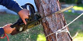 Best Commercial Tree Services  in Old Stine, CA
