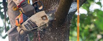 How Our Tree Care Process Works  in  Old Stine, CA