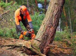 Best Tree and Shrub Care  in Old Stine, CA