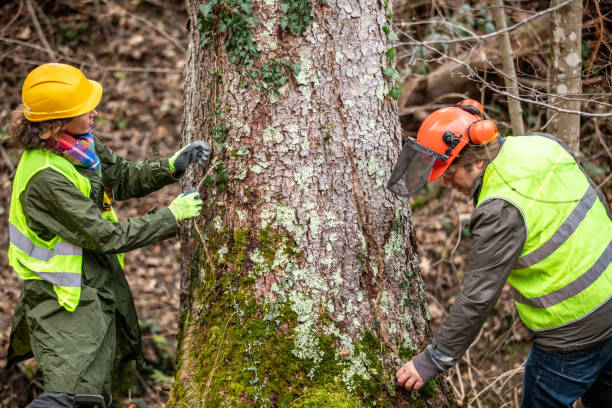 Reliable Old Stine, CA Tree Care Solutions