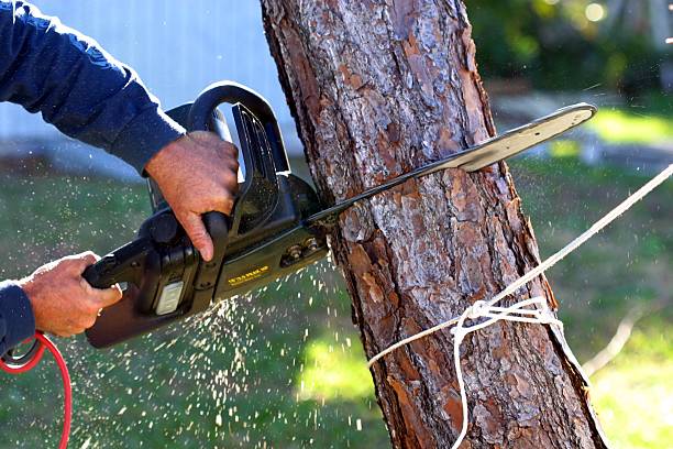 Best Tree Mulching  in Old Stine, CA