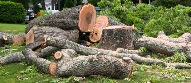 Best Fruit Tree Pruning  in Old Stine, CA