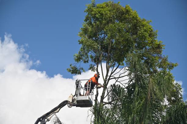 Best Hazardous Tree Removal  in Old Stine, CA