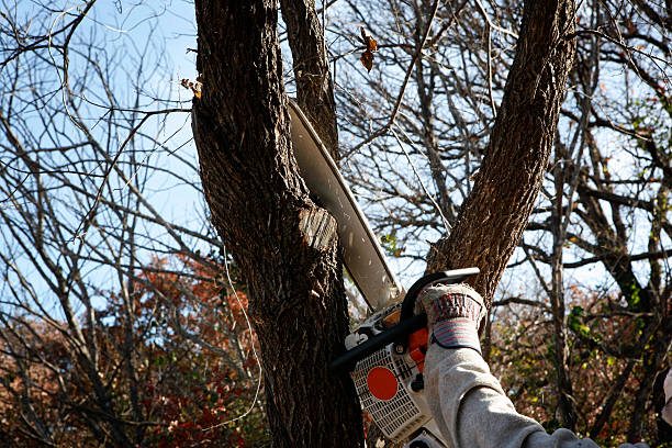 Lawn Maintenance Plans in Old Stine, CA