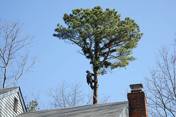 Best Tree Cabling and Bracing  in Old Stine, CA