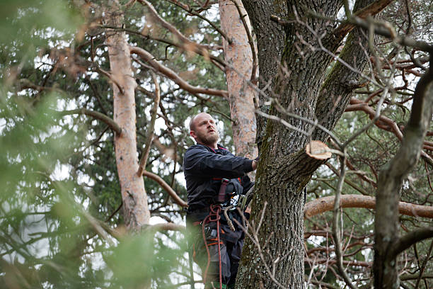 Best Fruit Tree Pruning  in Old Stine, CA