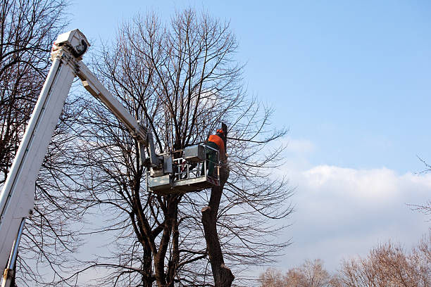 Best Tree Health Inspection  in Old Stine, CA