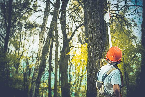 Best Soil Testing and Treatment  in Old Stine, CA
