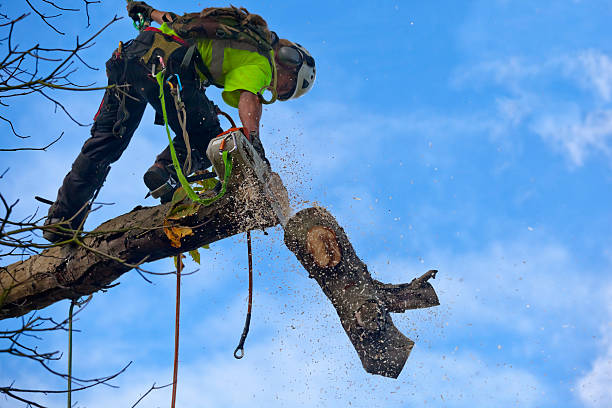 Best Stump Grinding and Removal  in Old Stine, CA