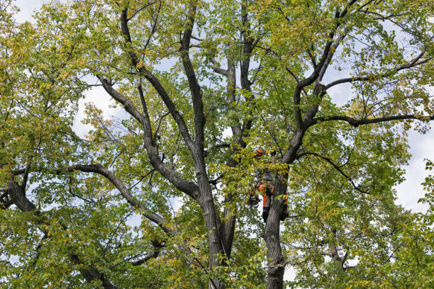 Best Tree Trimming and Pruning  in Old Stine, CA